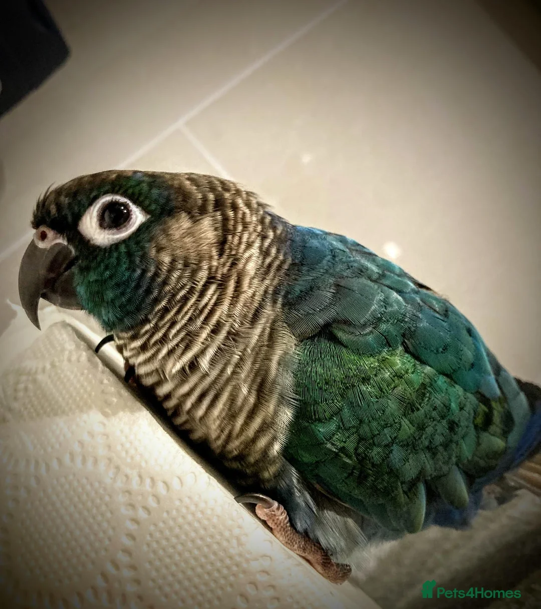 Conures birds for sale: Turquoise Conure - Advert 2
