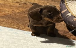 Dachshund dogs for sale: Beautiful dachshund puppies - Image 1