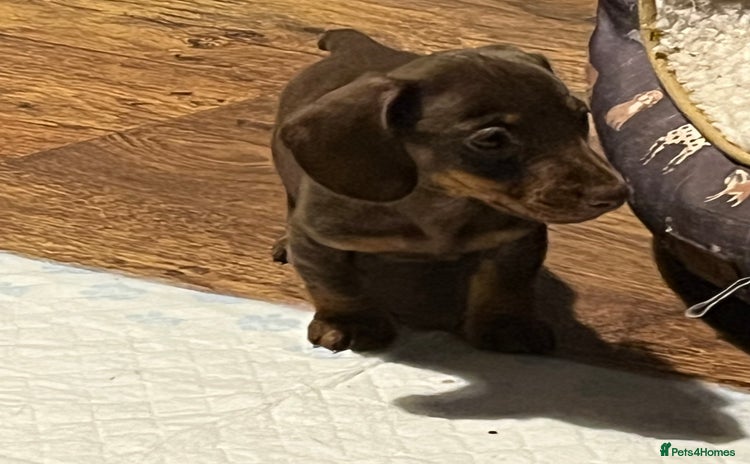 Dachshund dogs - Advert 1