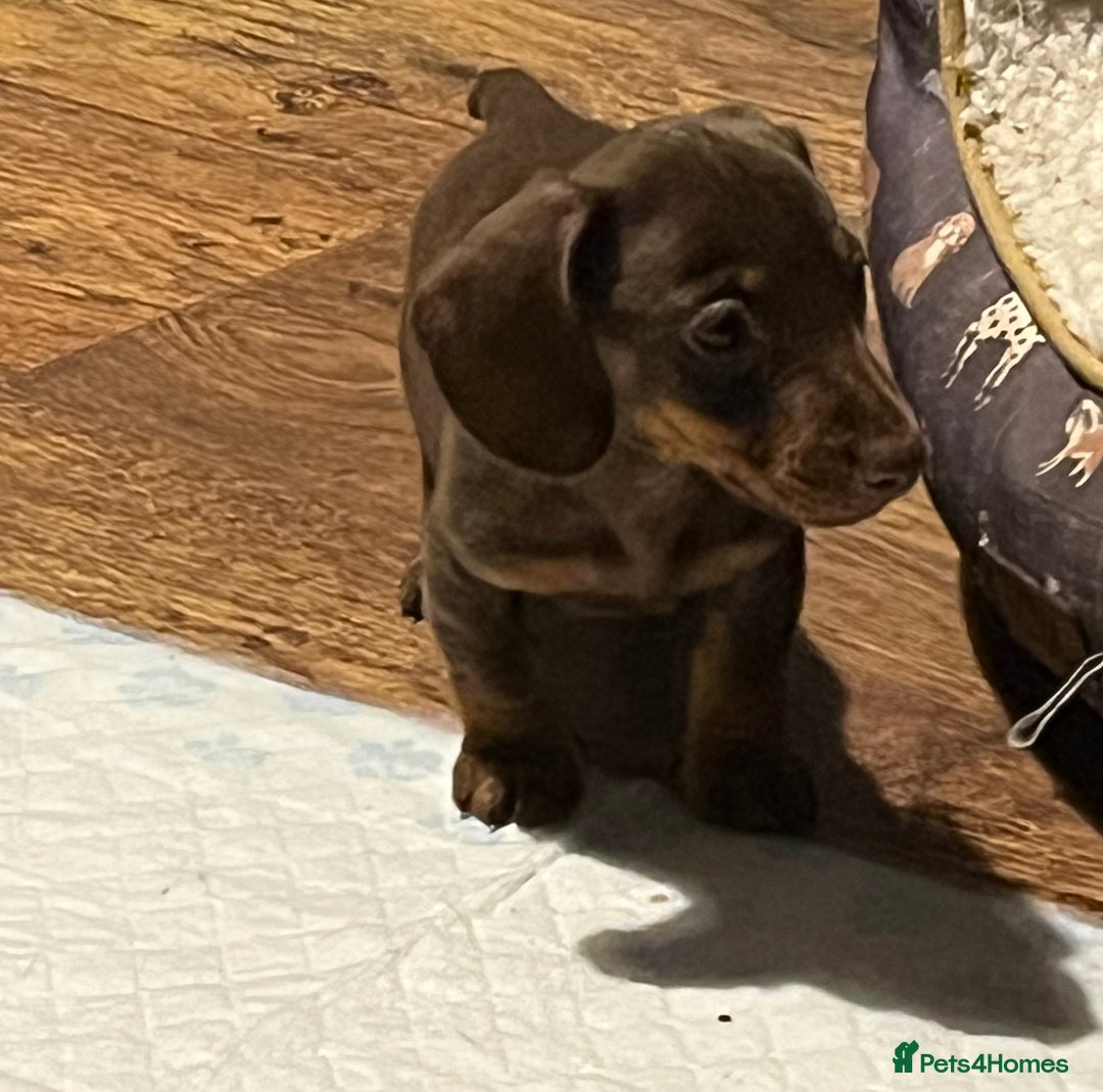 Dachshund dogs for sale: Beautiful dachshund puppies - Image 1