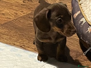 Dachshund dogs - Advert 8