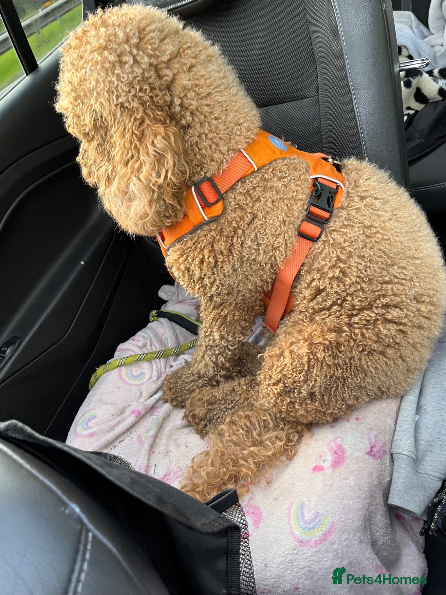 Goldendoodle dogs Toastie - Advert 14