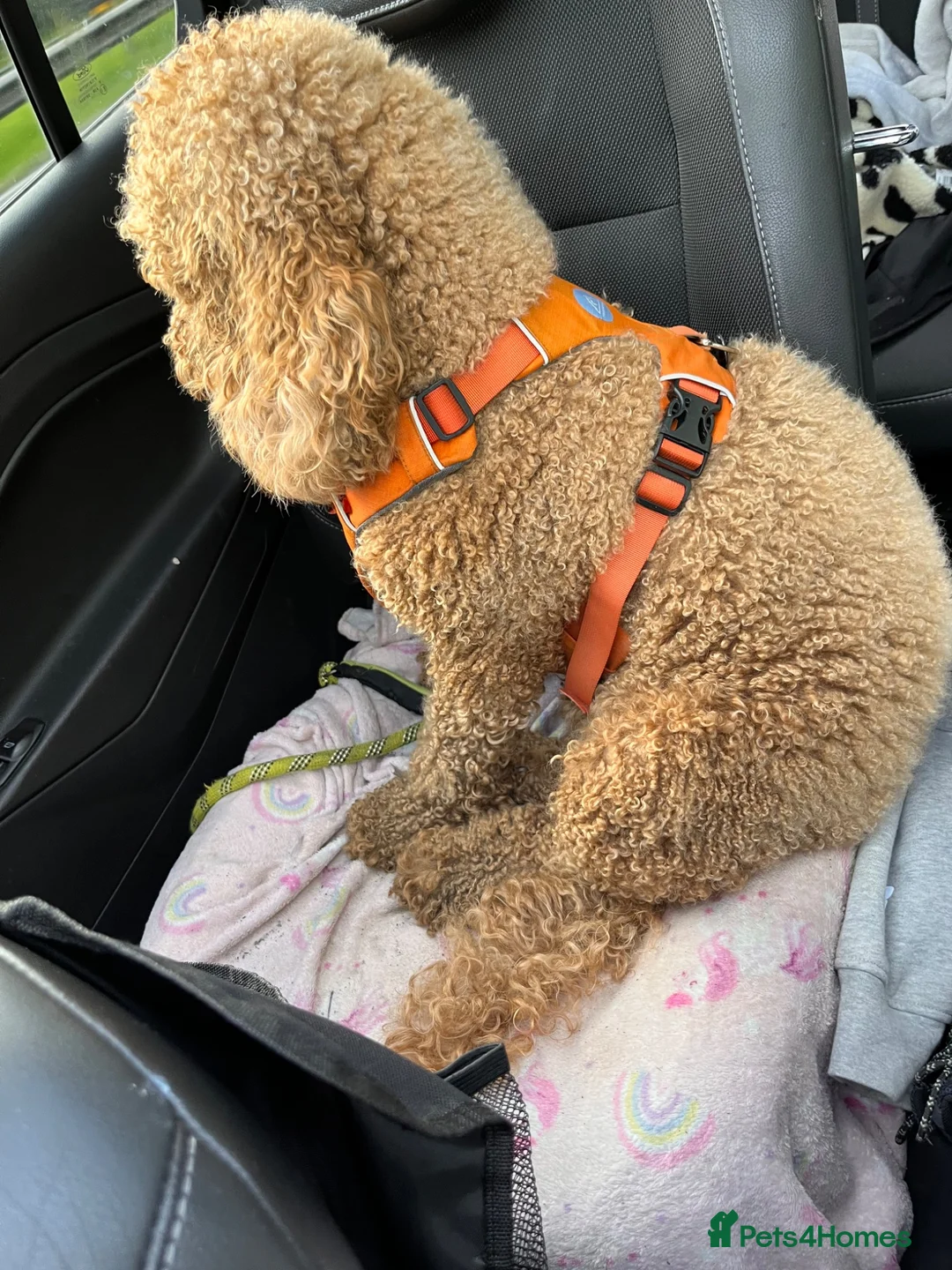 Goldendoodle dogs for sale: Toastie in Liverpool - Advert 1