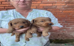 Labradoodle dogs for sale: Quality F1b Miniature Labradoodle - Image 3