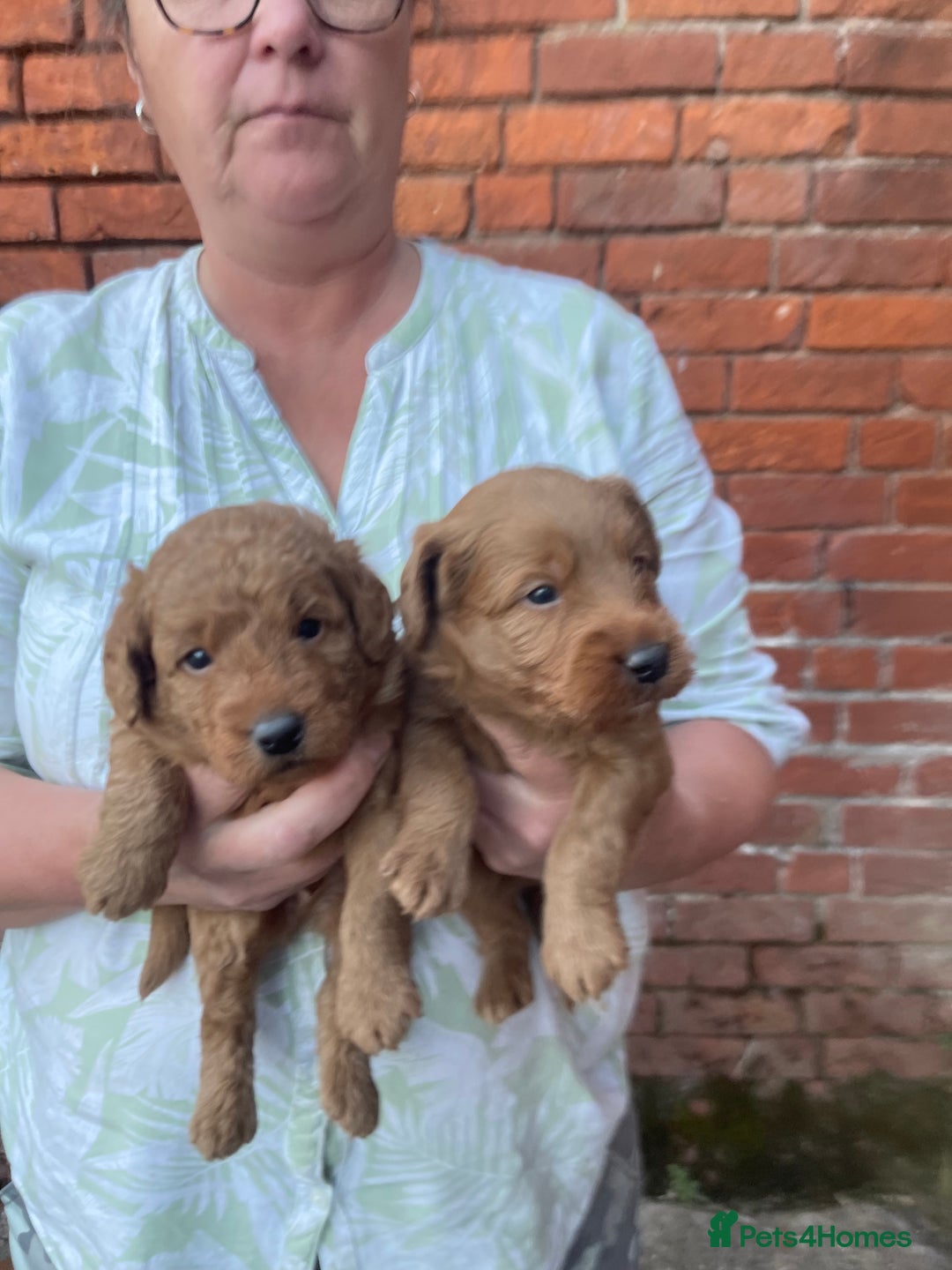 Labradoodle dogs for sale: Quality F1b Miniature Labradoodle - Image 3