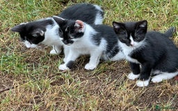 Mixed Breed cats for sale: Kittens - Image 1