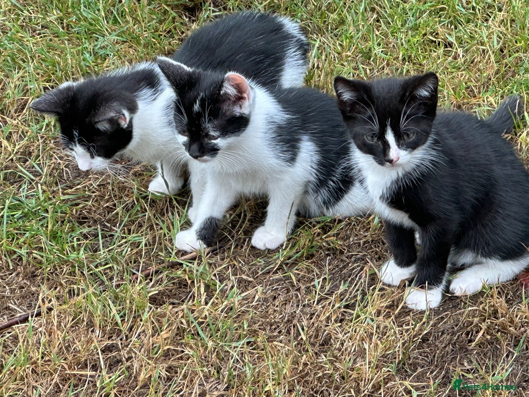Mixed Breed cats for sale: Kittens - Image 1