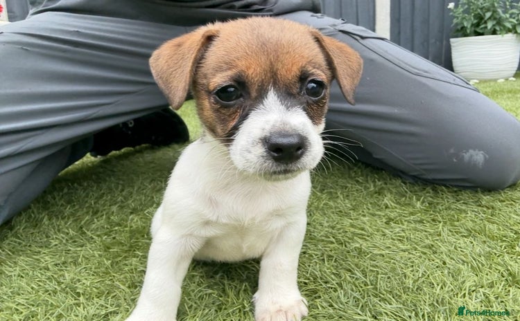 Jack Russell dogs - Advert 1