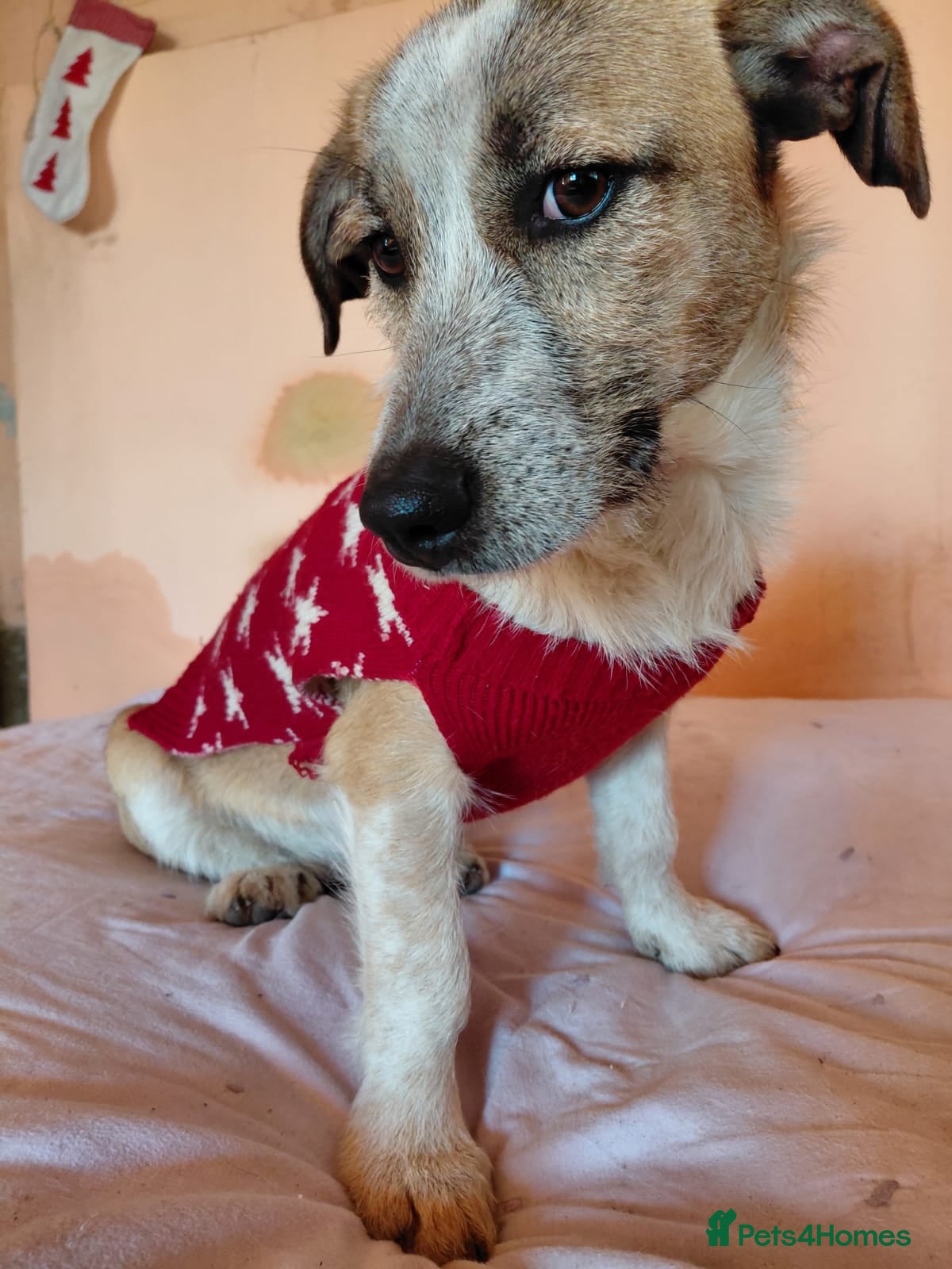 Mixed Breed dogs 💖 Meet JESSICA 💖 - a story of Strength and Love - Advert 2