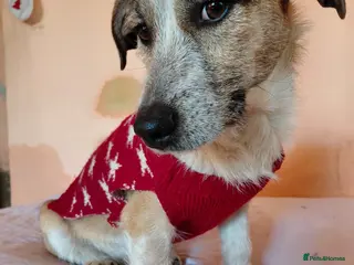 Mixed Breed dogs 💖 Meet JESSICA 💖 - a story of Strength and Love - Advert 2