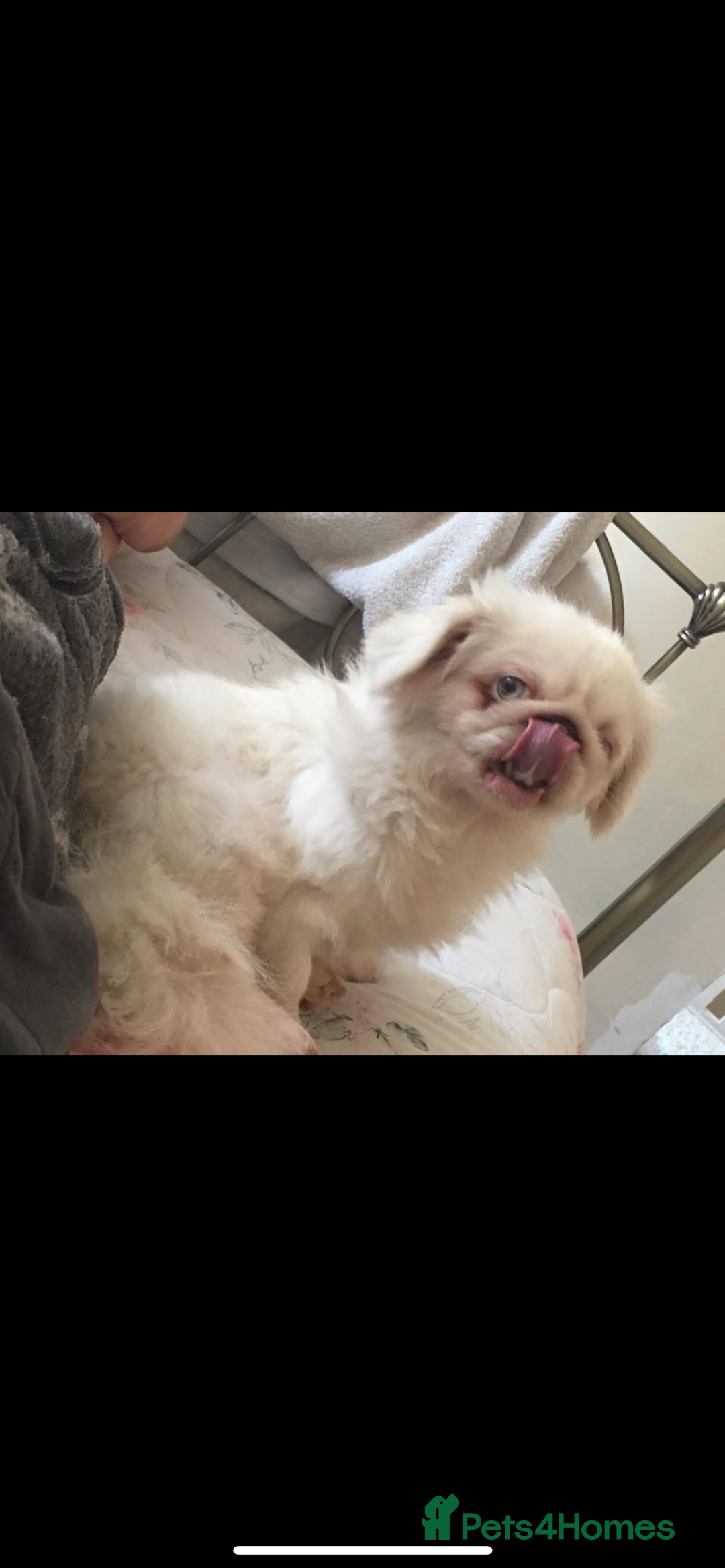 Pekingese dogs for sale: Top Quality Pekingese puppies  in Rugby - Image 7
