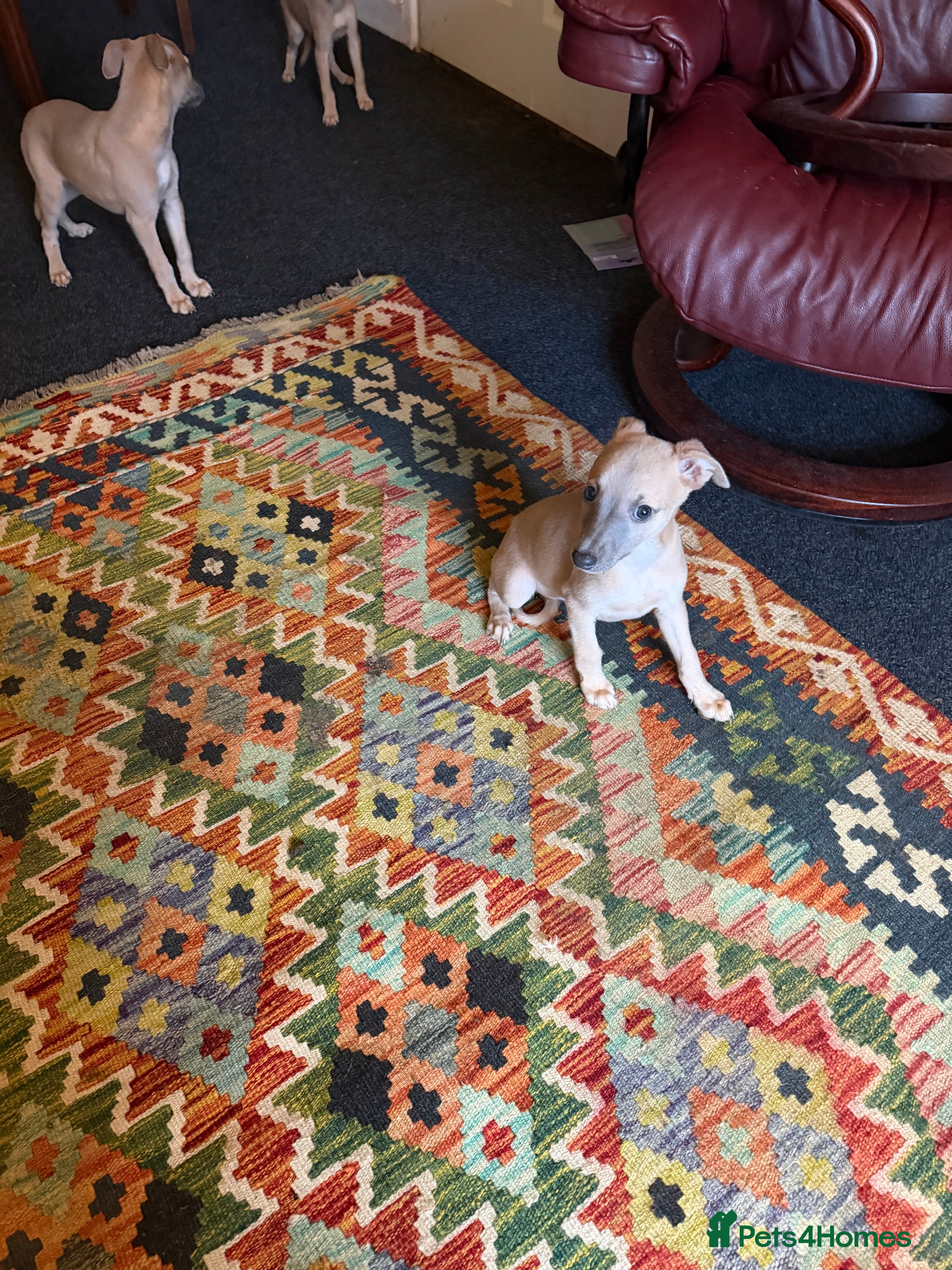 Mixed Breed livestock Whippet dogs for sale - Advert 1