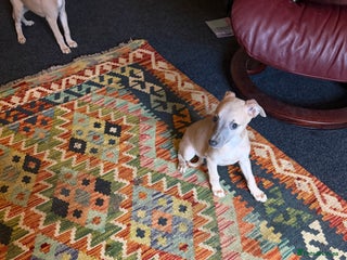 Mixed Breed livestock Whippet dogs for sale - Advert 4