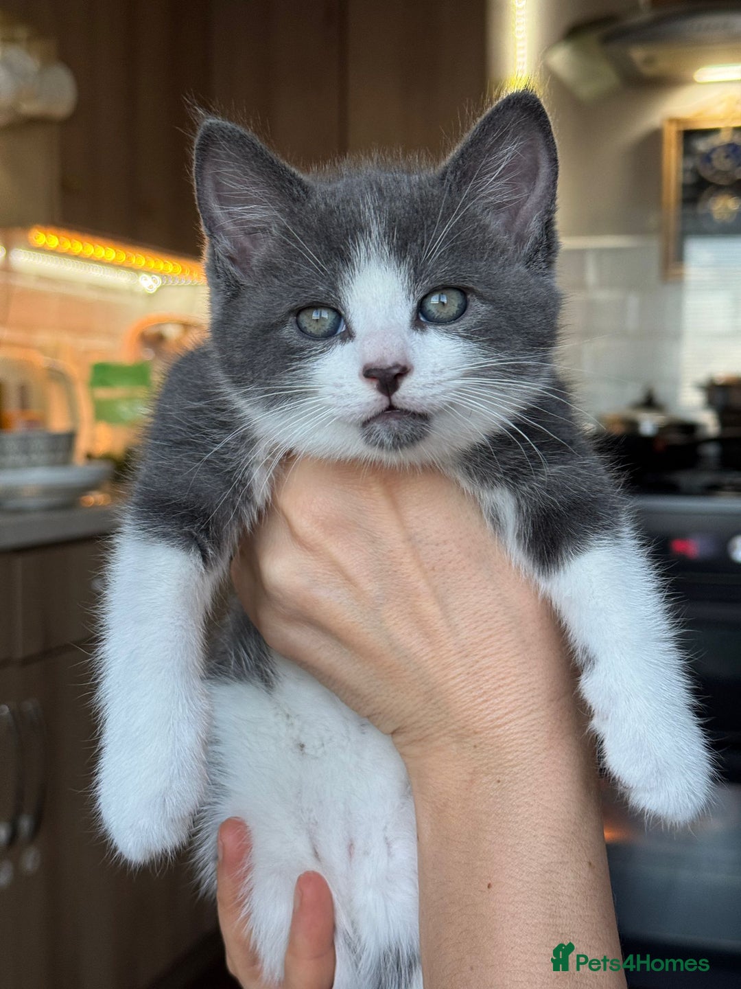 Mixed Breed cats for sale: Young kittens looking for loving homes - Advert 5