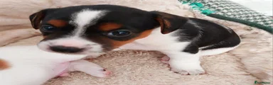Jack Russell 5