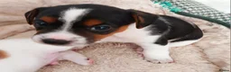 Jack Russell dogs for sale: Adorable Jack Russells - Advert 11