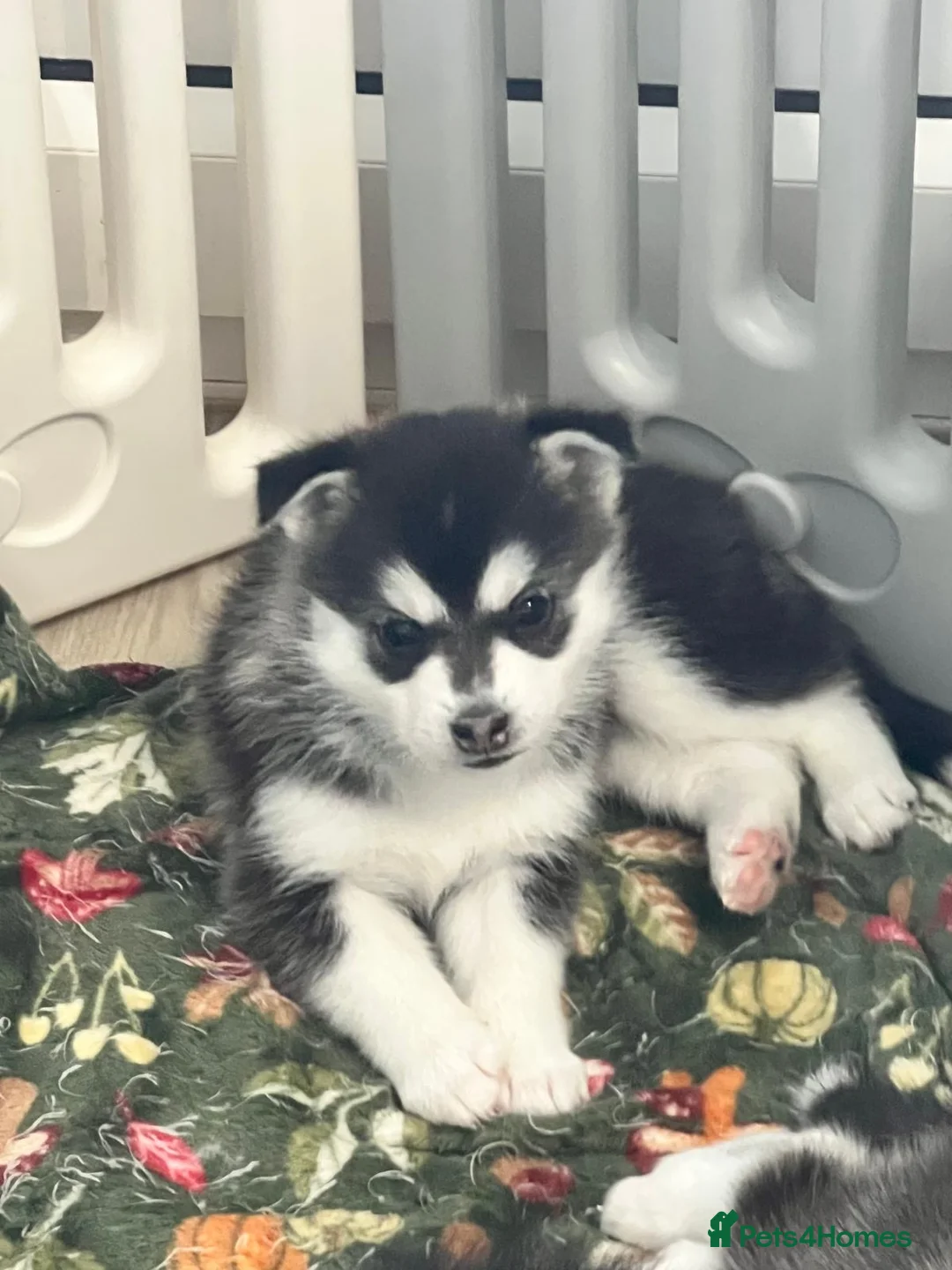 Pomsky dogs for sale: 3 F3 Pomskies Available  - Advert 4