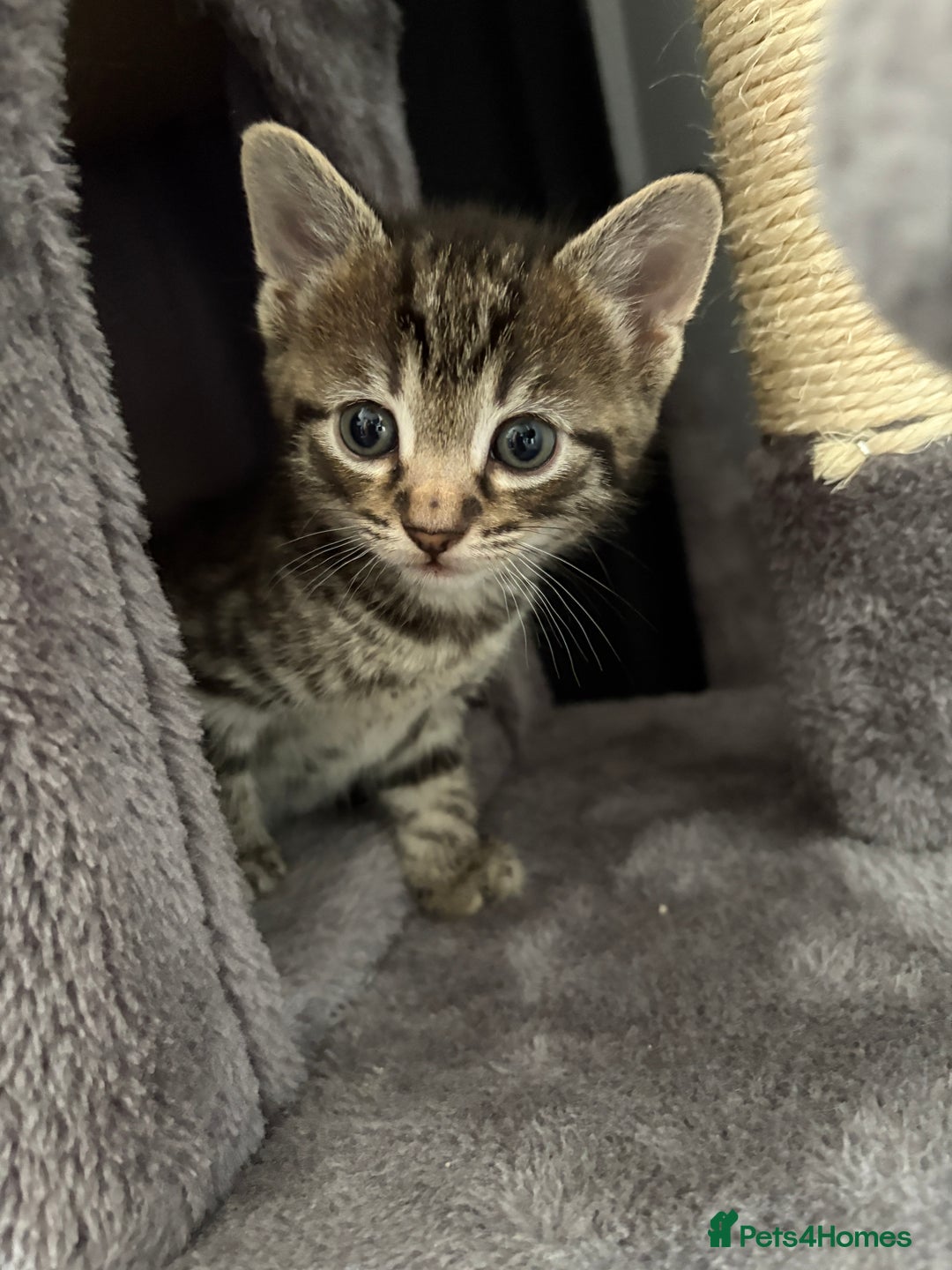 Domestic Shorthair cats for sale: kittens for sale ‼️❗️‼️❗️ - Image 8