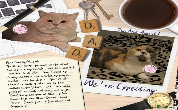 British Shorthair cats in London - Advert 1
