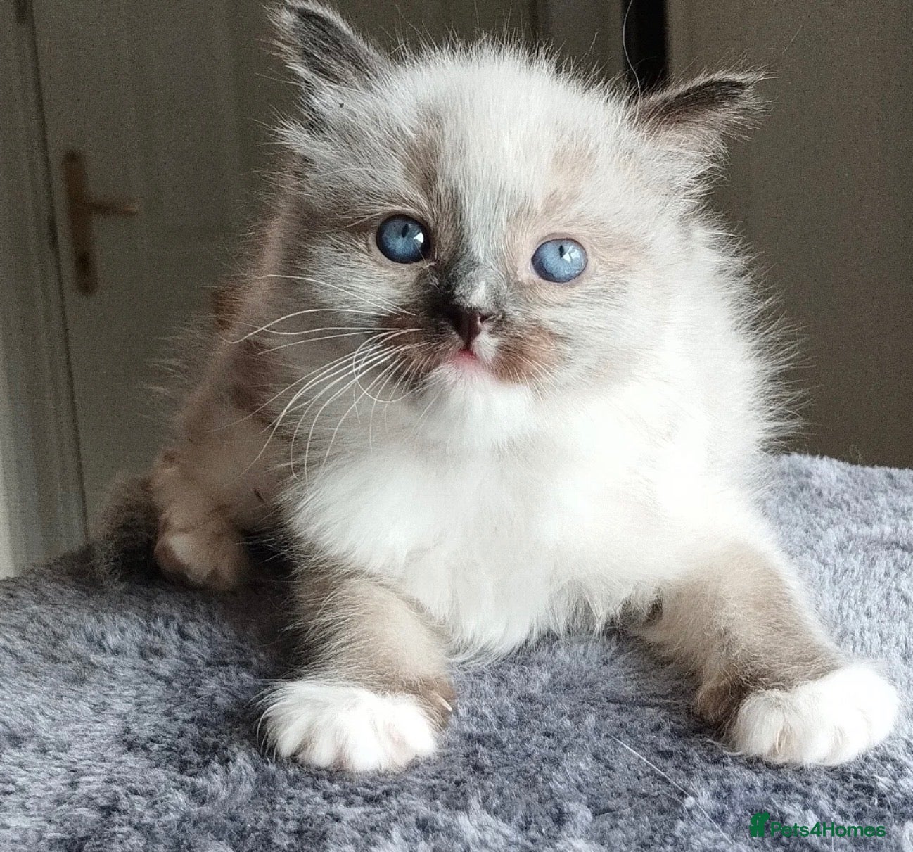 Ragdoll cats Ragdoll Kittens  - Advert 2