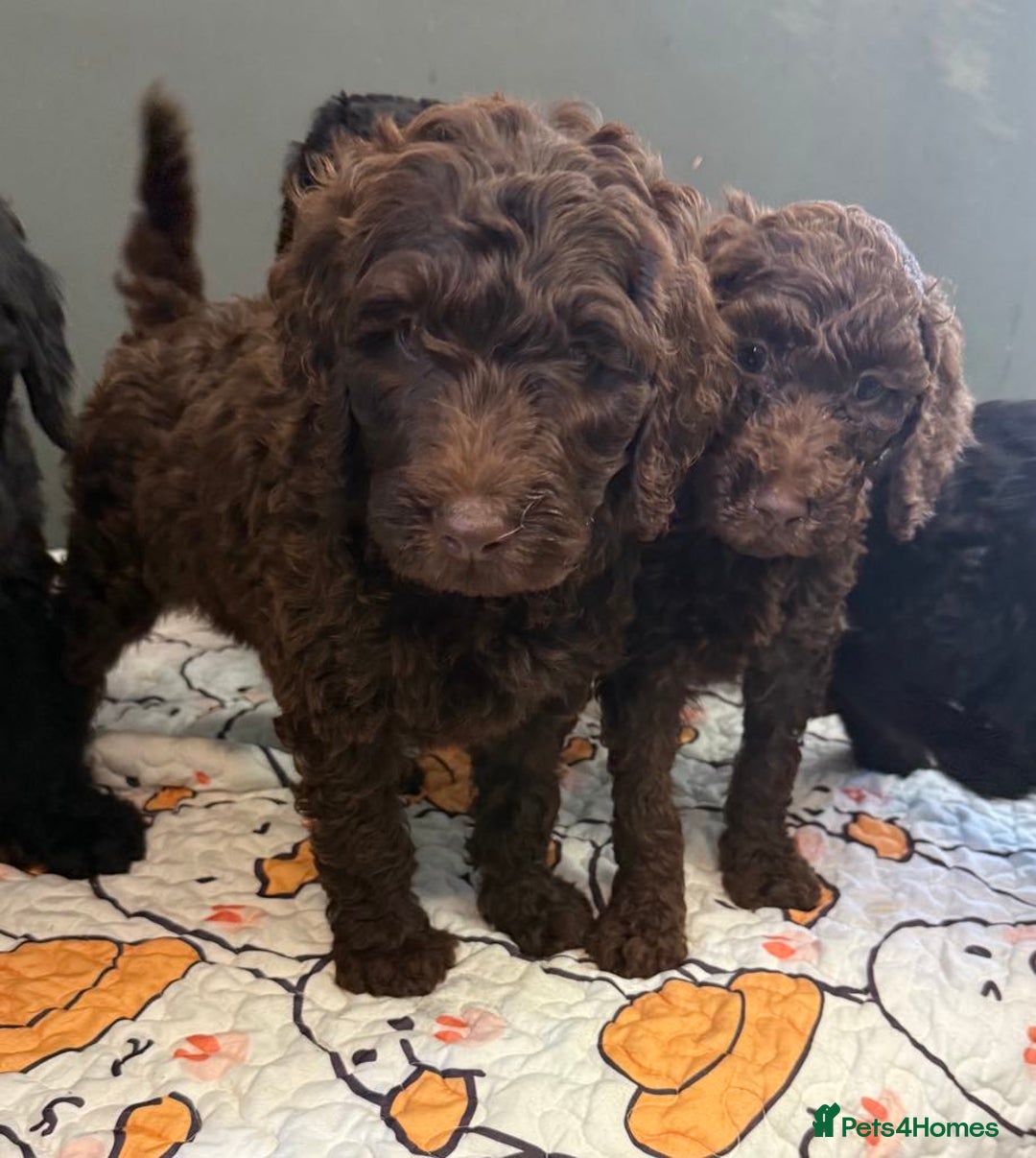 Labradoodle dogs for sale: F,1,B Standard labradoodles,READY FOR THERE HOMES  - Image 13