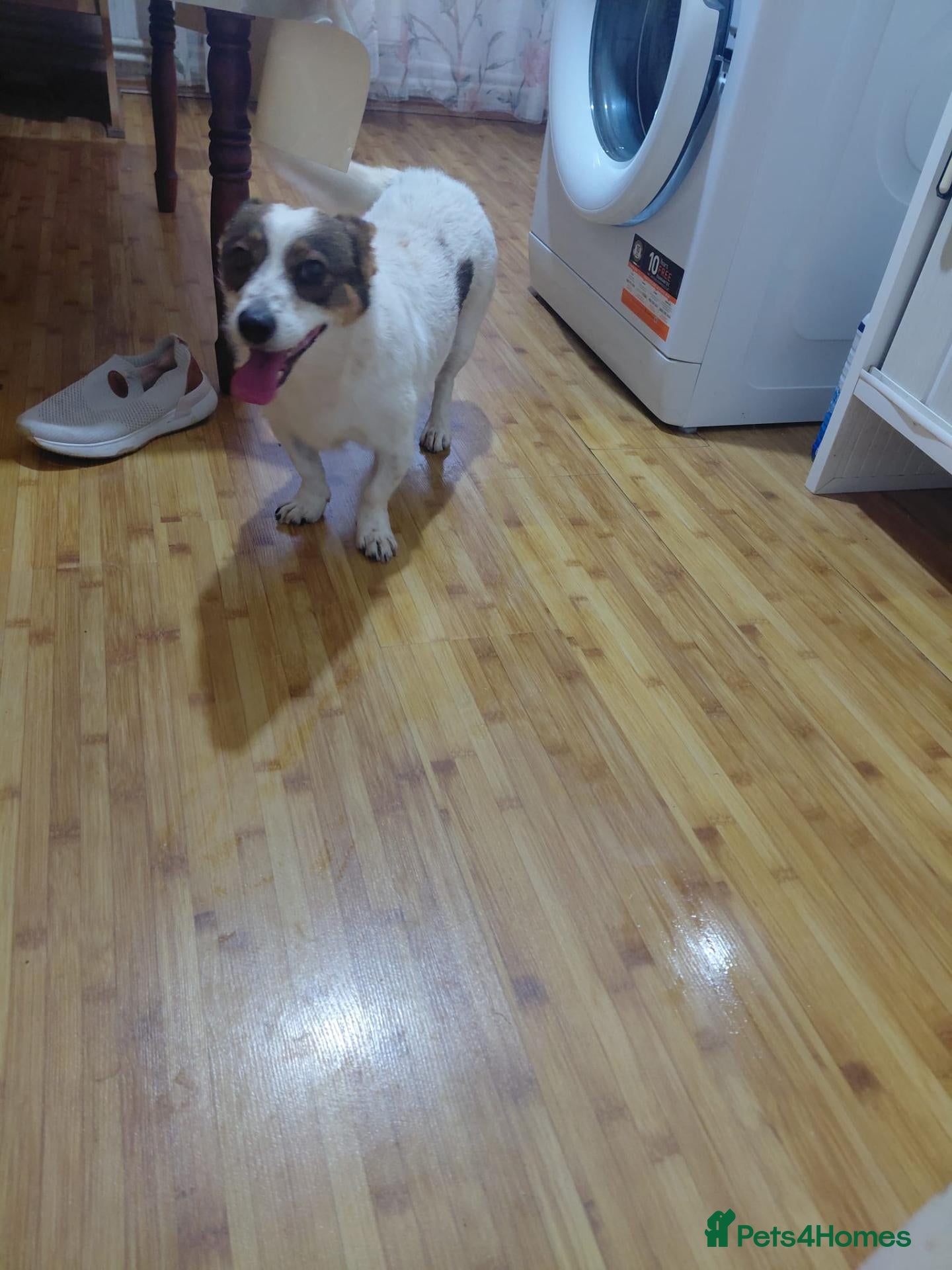 Mixed Breed dogs JESSICA, A SMALL STREET SURVIVOR WITH A HUGE HEART - Advert 1