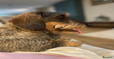 Dachshund dogs - Advert 3