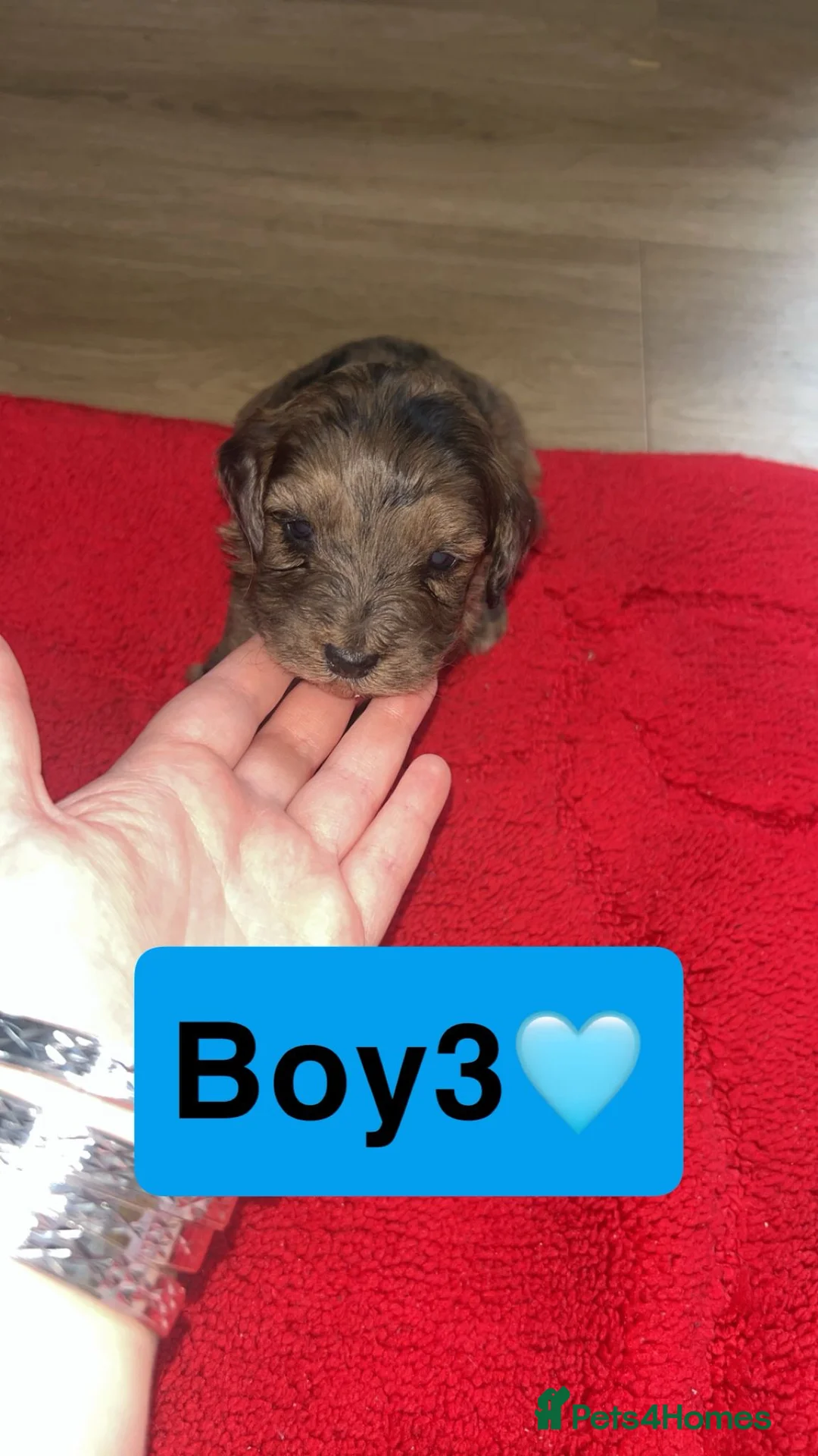 Cockapoo dogs for sale: Cockapoo puppies in Gravesend - Advert 13