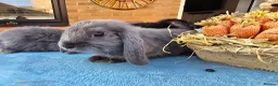 Mini Lop rabbits for sale: Mini Lops in Cambridge - Advert 12