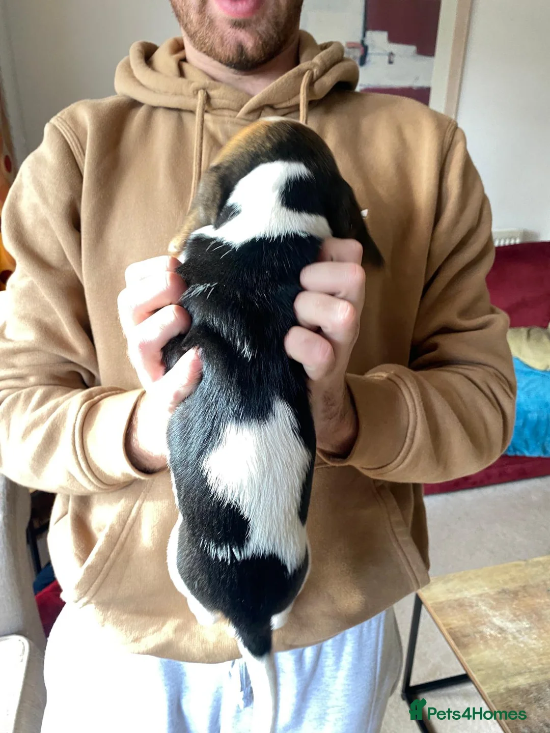 Beagle dogs for sale: Beautiful home reared chunky beagle pups - Advert 12