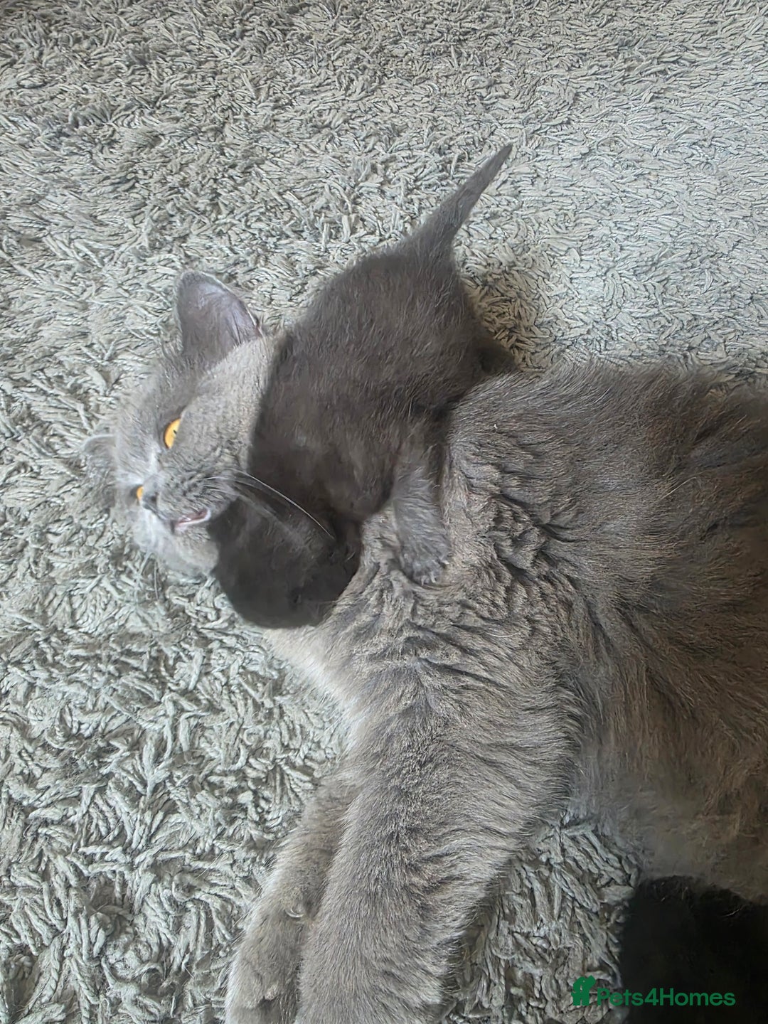 Persian cats for sale: 2 Persian boys. Colour is mixed dark grey/black - Image 6