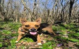 Mixed Breed dogs for adoption: 💖🐶 BARBIE 🐶💖 - Image 14