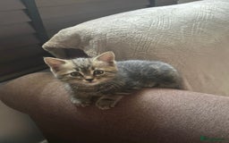 American Shorthair cats for sale: Amazing playful boy is looking for a loving family - Image 4