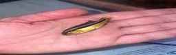 Cichlids fish for sale: african cichlids  in Barnsley - Advert 3