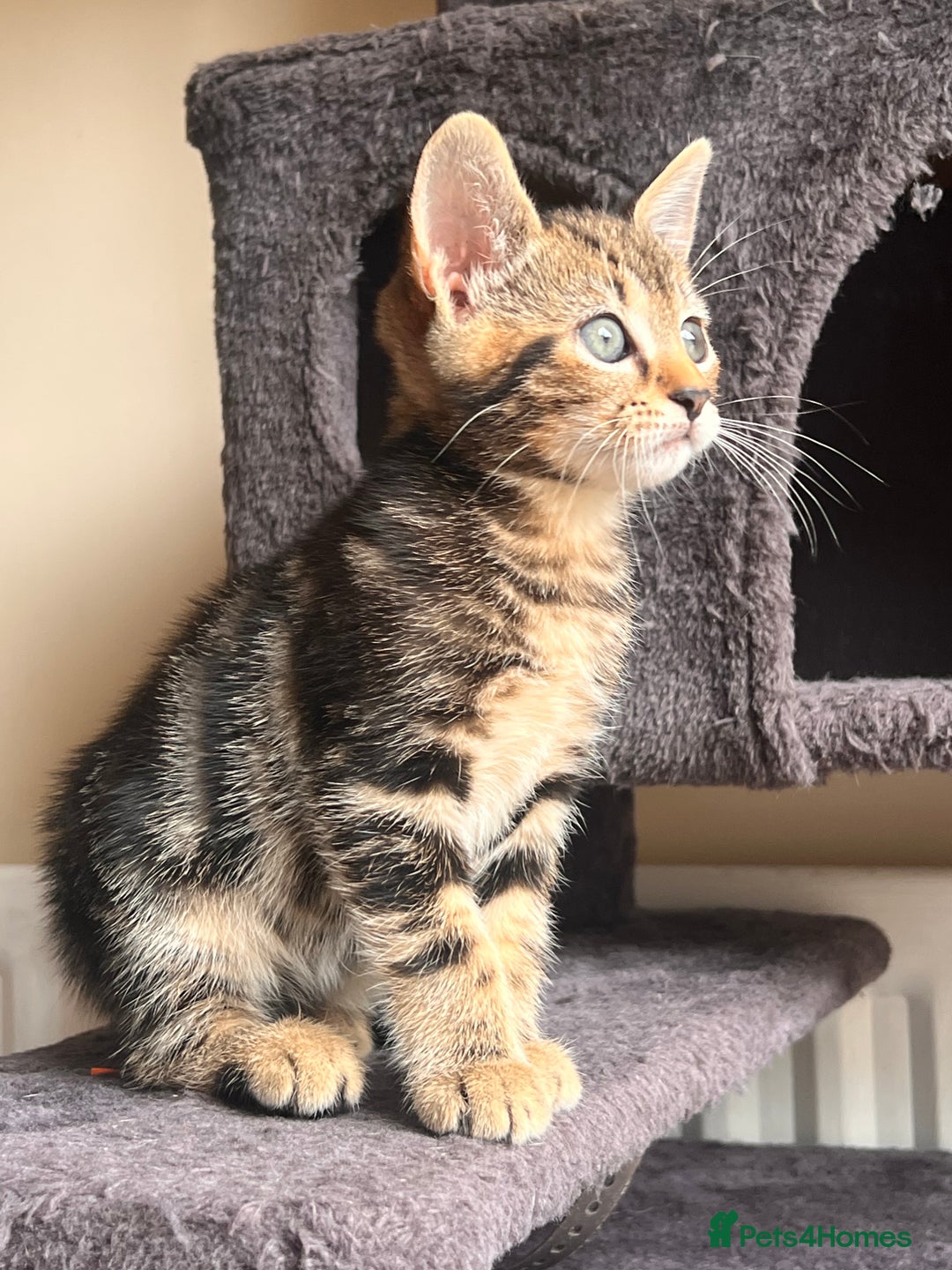 Toyger cats for sale: Adorable kitten  - Image 24