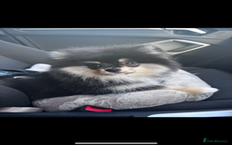 Pomeranian dogs for sale: Miniature teddy bear Pomeranian - Image 4