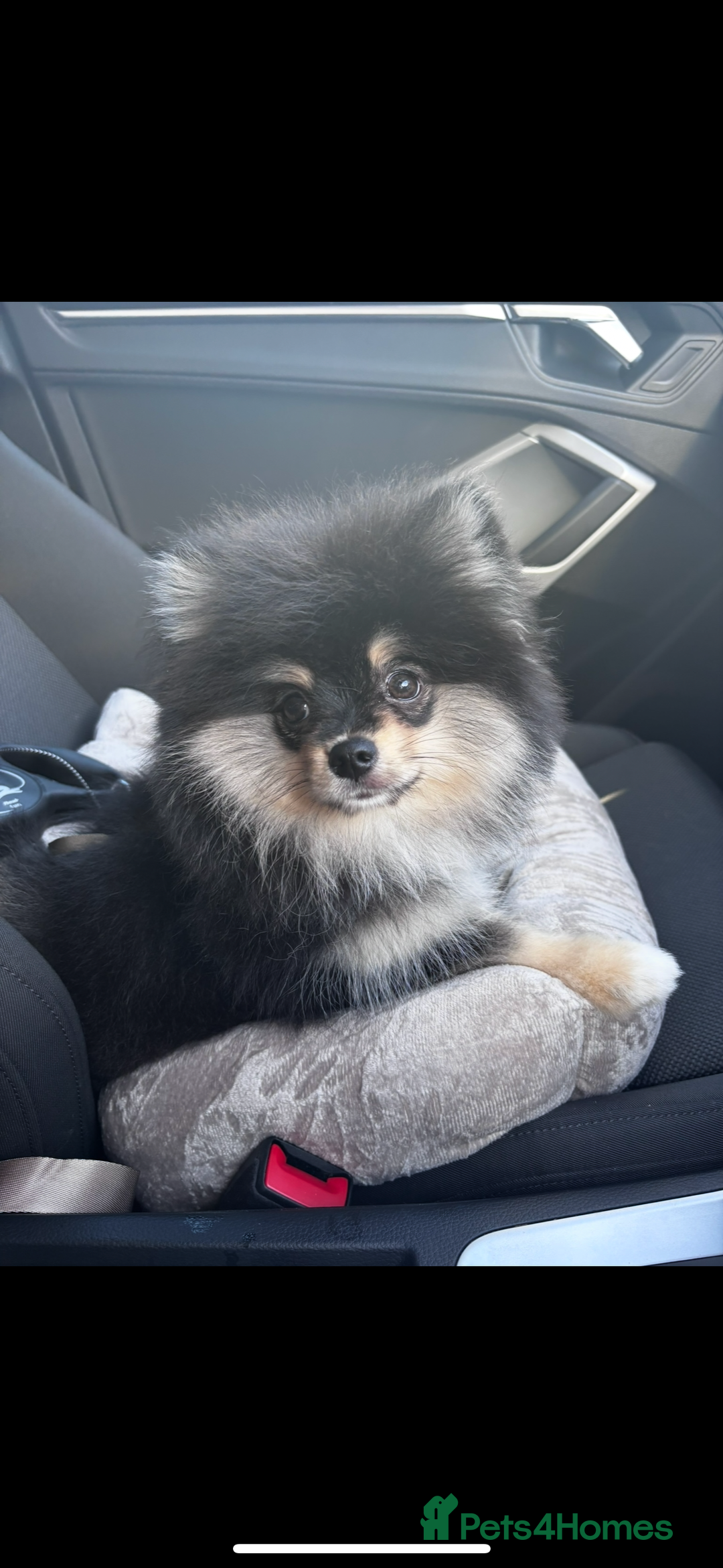Pomeranian dogs for sale: Miniature teddy bear Pomeranian - Image 4