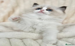 Ragdoll cats for sale: Exquisite Seal Bicolour Ragdoll Boys dolly face - Image 23