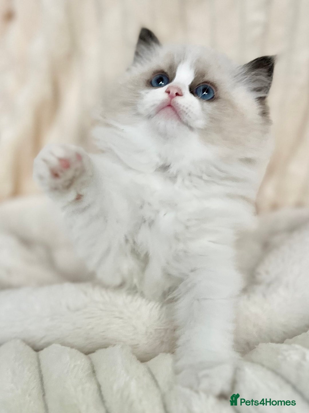 Ragdoll cats for sale: Exquisite Seal Bicolour Ragdoll Boys dolly face - Image 23