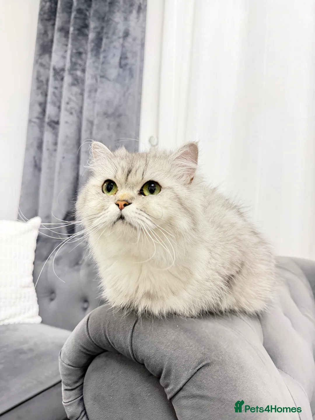 Persian cats for sale: Beautiful perian chinchilla  - Advert 2