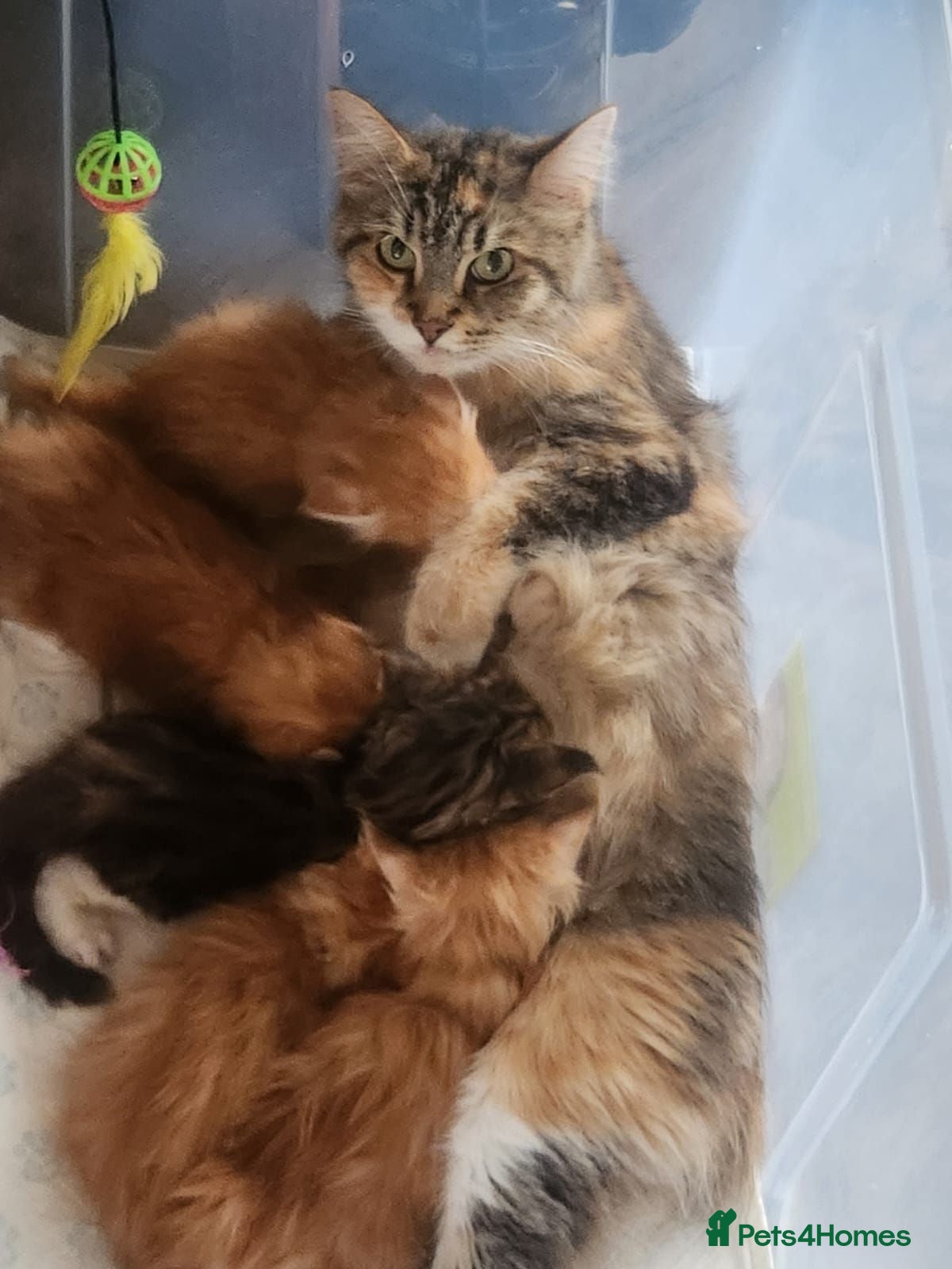 Maine Coon cats Maine Coon Litter of 5 now reserving - Advert 1
