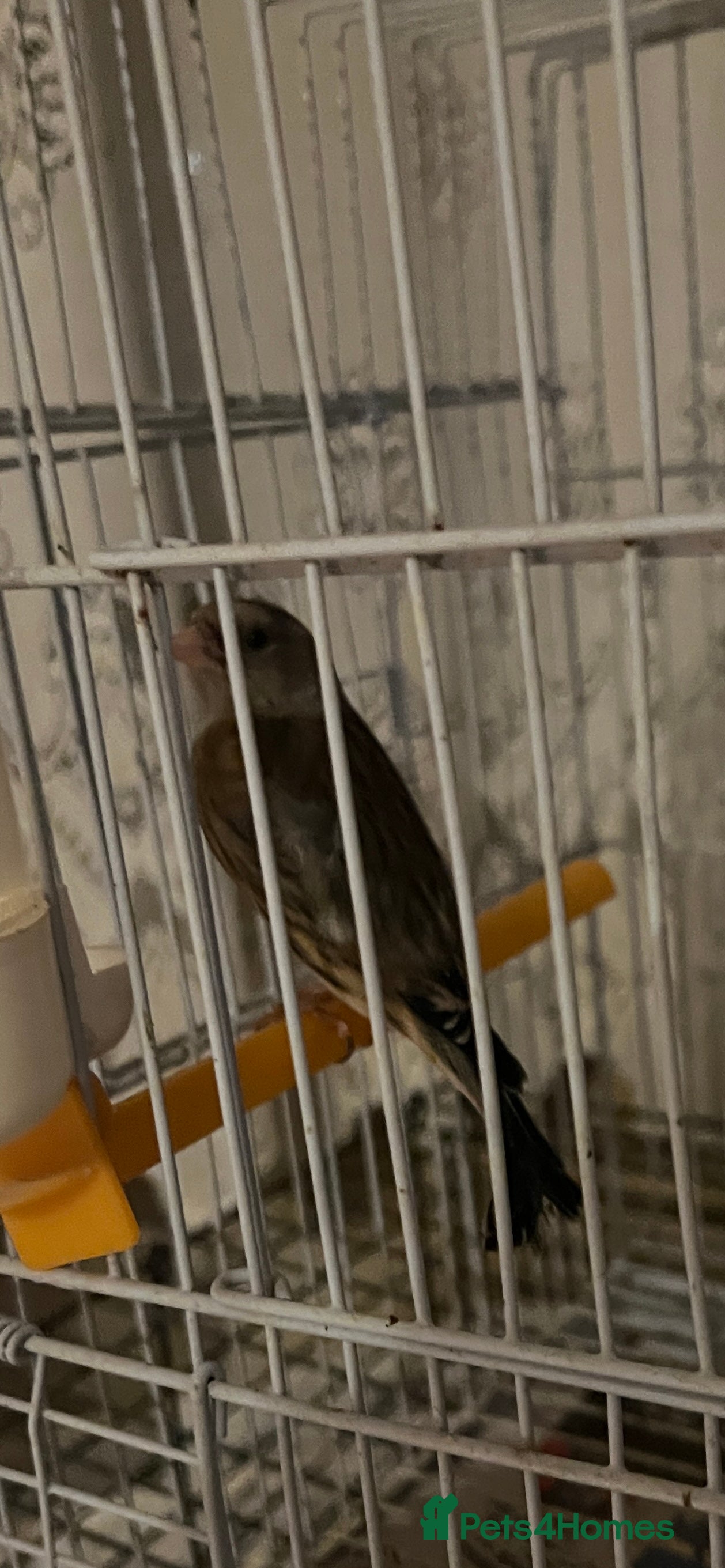 Canaries birds Canary mule for sale  - Advert 21