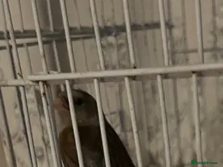 Canaries birds Canary mule for sale - Advert 21