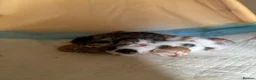 Domestic Shorthair cats for sale: Adorable playful kittens ready for loving homes! - Advert 4