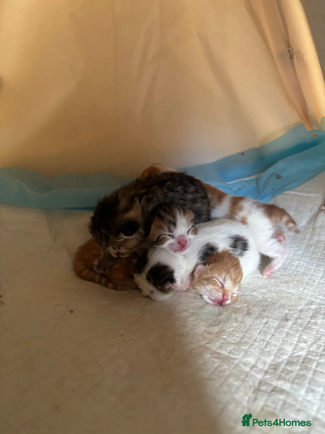 Domestic Shorthair cats for sale: Adorable playful kittens ready for loving homes! - Advert 4