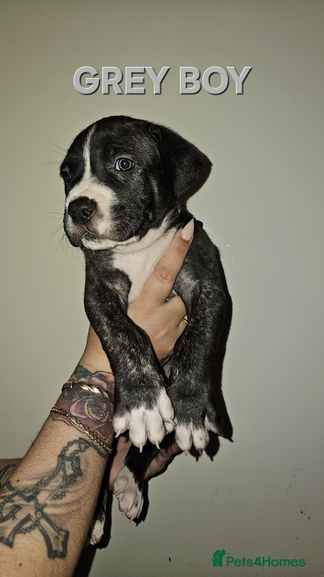 Bullmastiff dogs for sale: 11 Bullmastiff puppies for sale - Advert 15