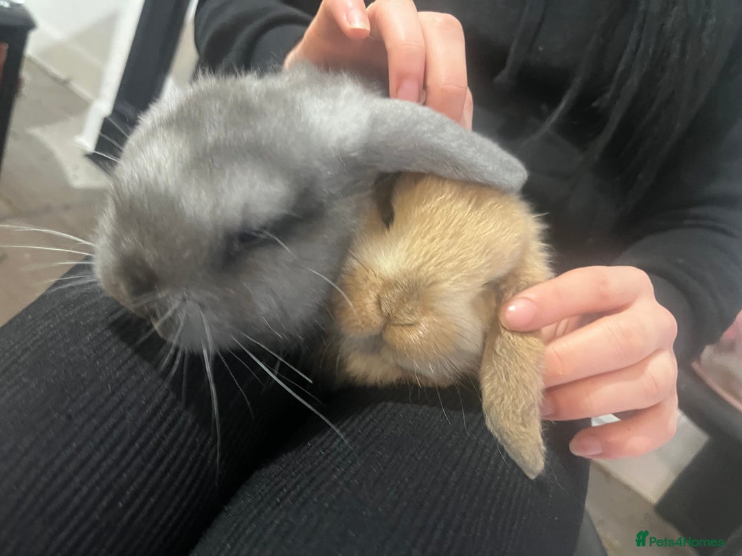 French Lop rabbits for sale: bunny - Advert 10