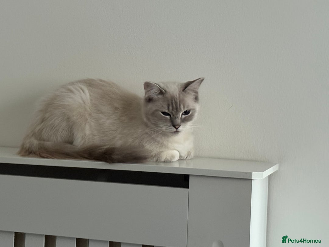 Ragdoll cats for sale: Stunning Seal Point Lynx Ragdoll For Sale. - Image 13