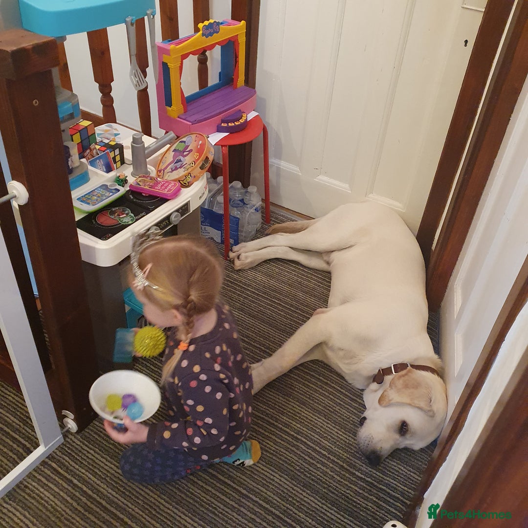 Labrador Retriever dogs for stud: Yellow/ gold labrador for the stud!!! in Thornton Heath - Advert 9