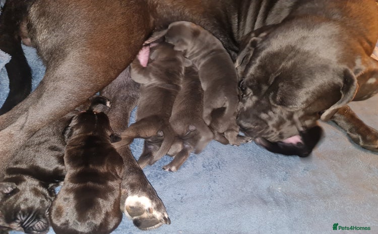 Cane Corso dogs - Advert 1